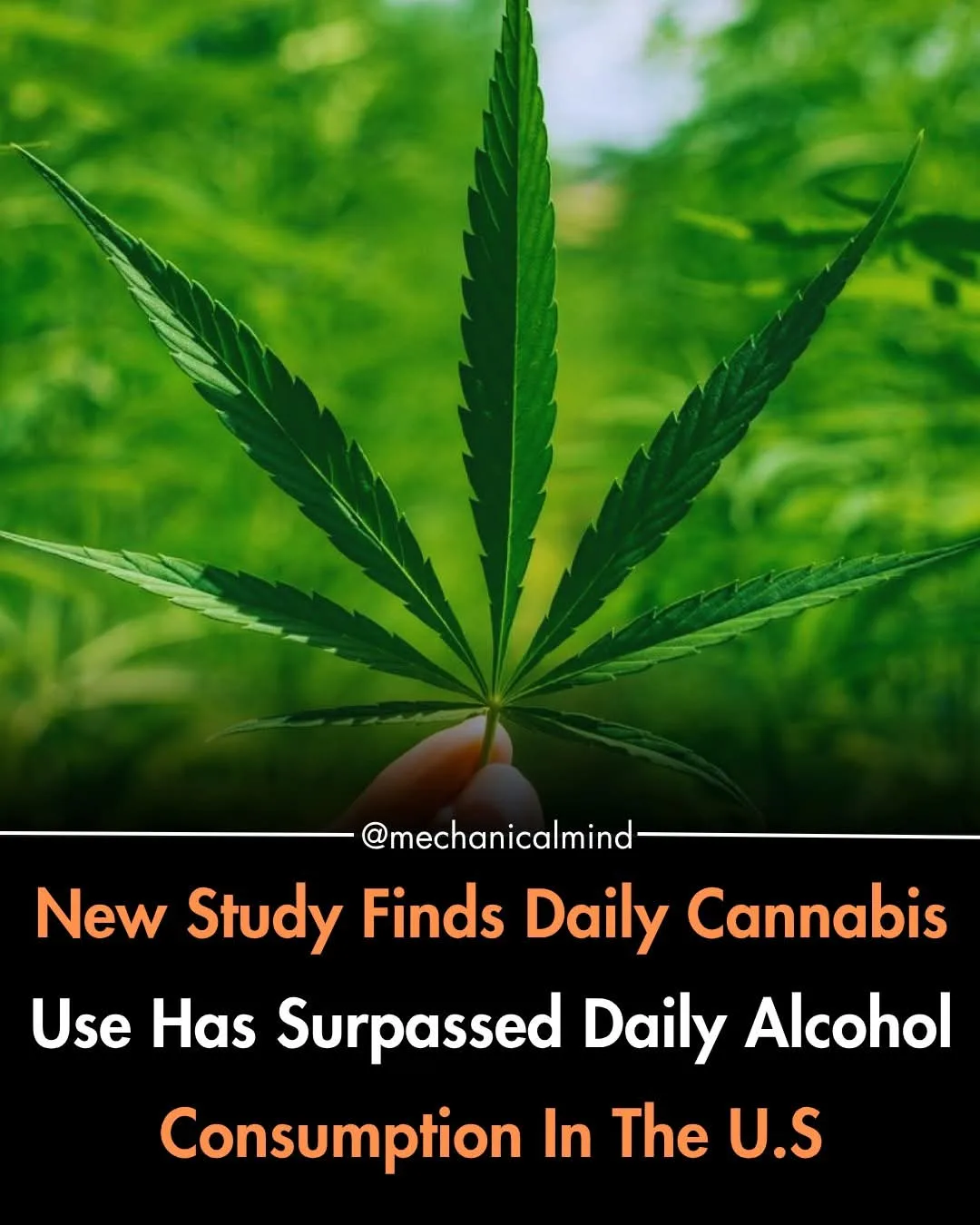 Cannabis Surpasess Alcohol