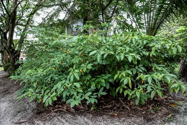 Colorado lawmakers approve Ibogaine research bill