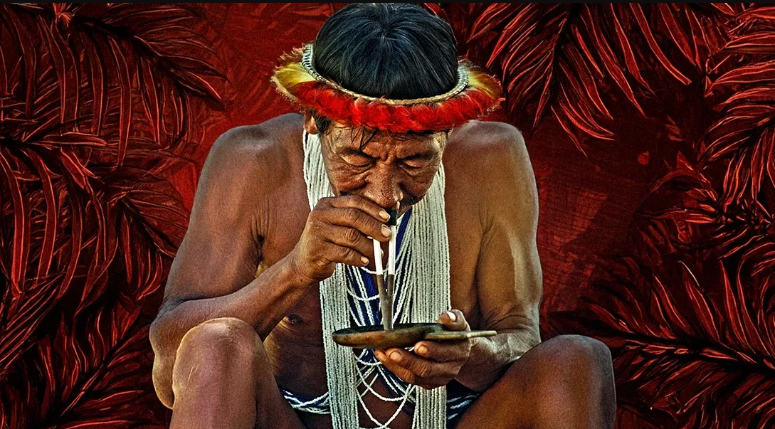 What traditional snuff from South America often contains DMT or related tryptamines?